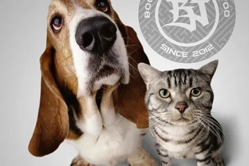 Každoroční akce na podporu zvířecích útulků