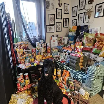 Charitativní akce pro zvířátka 2024