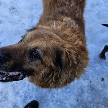 Charitativní akce pro zvířátka 2024