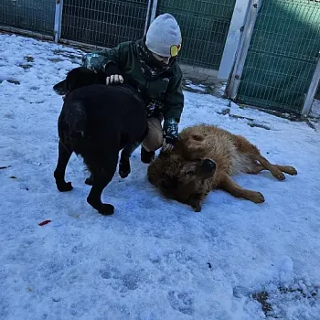 Charitativní akce pro zvířátka 2024